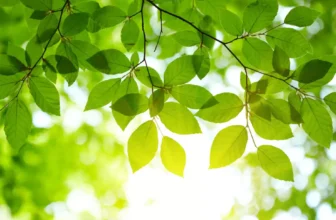 foto de folhas verdes