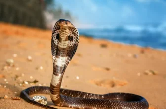 cobra