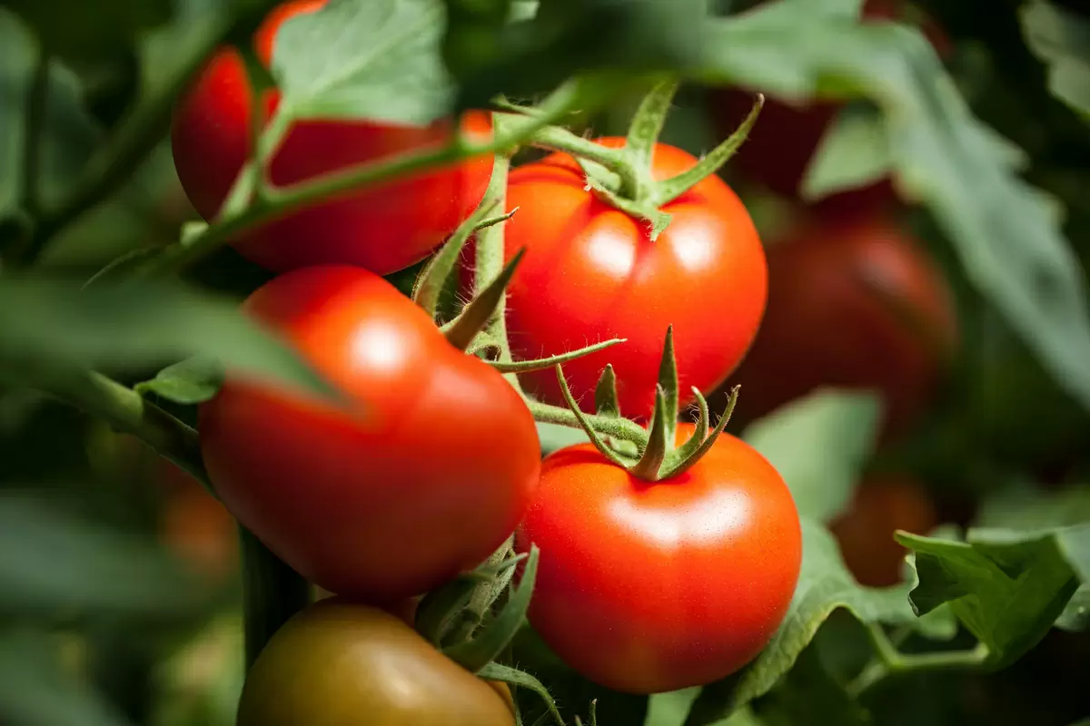 foto de tomate no pé