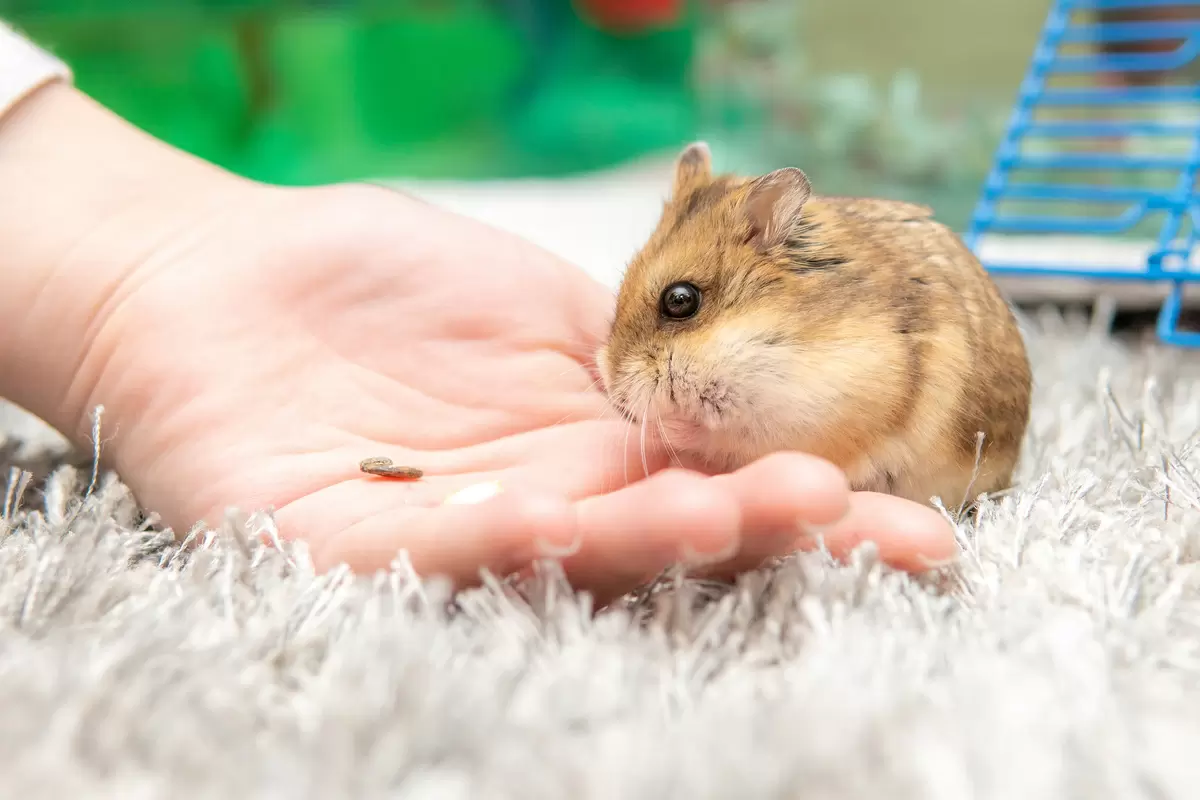 foto de hamster correndo
