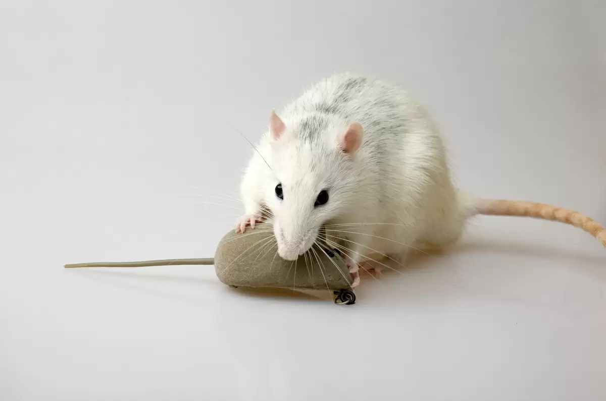 foto de rato mordendo
