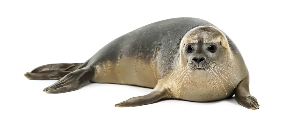 foca