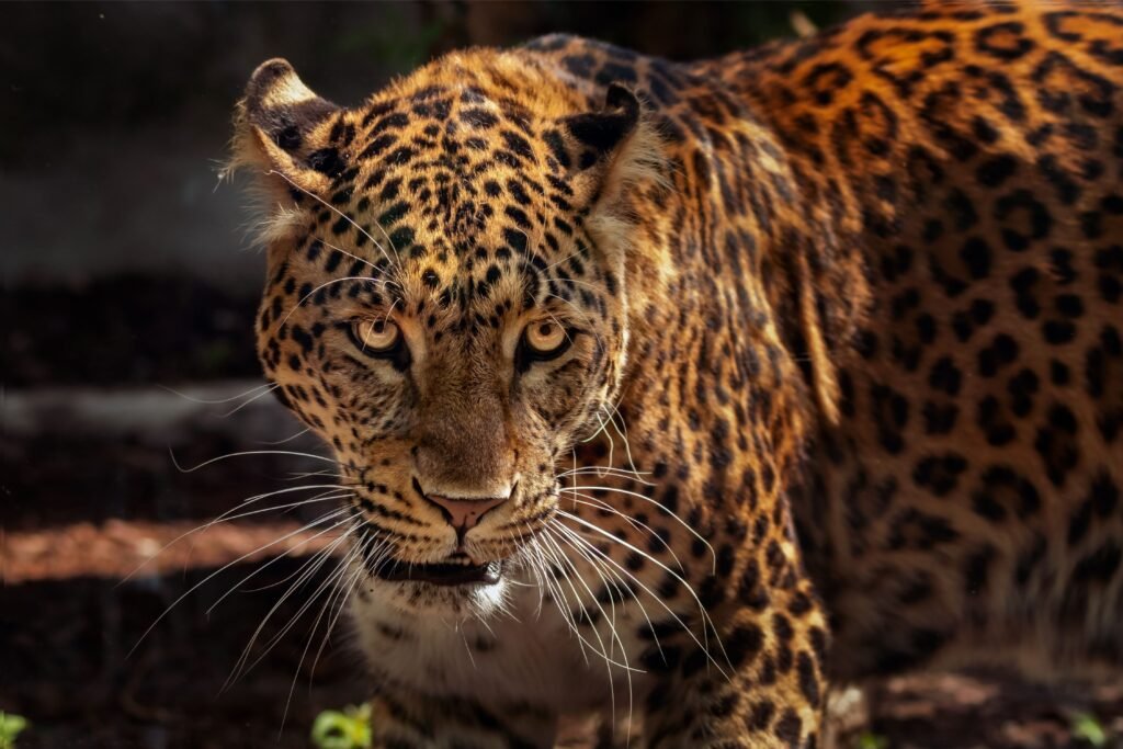 Grande felino encarando a câmera.