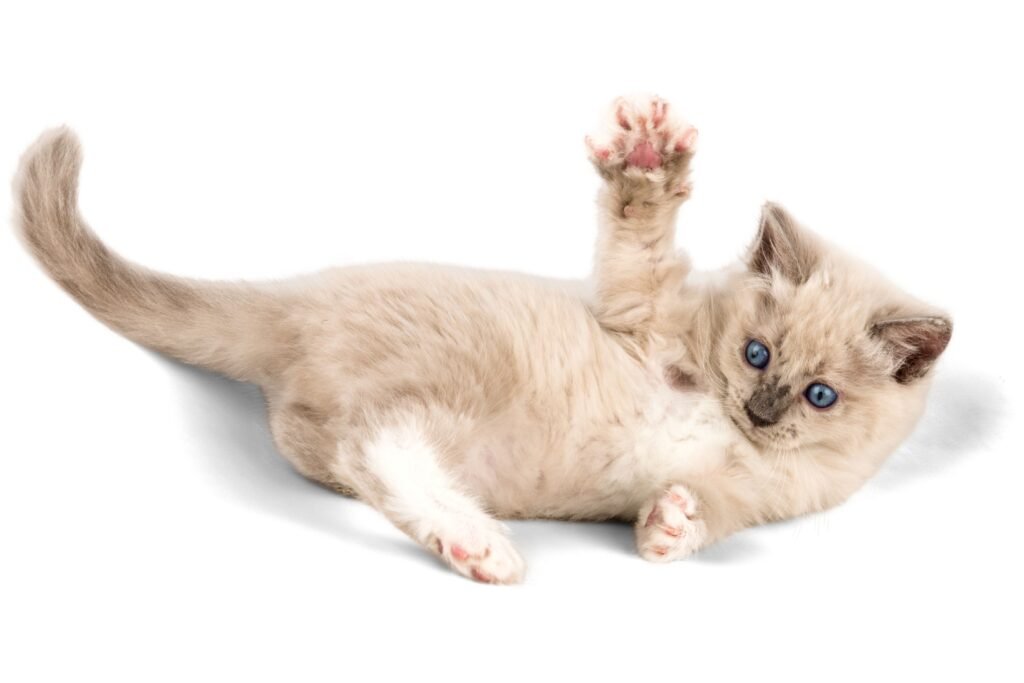 Gato abrindo as patas. 