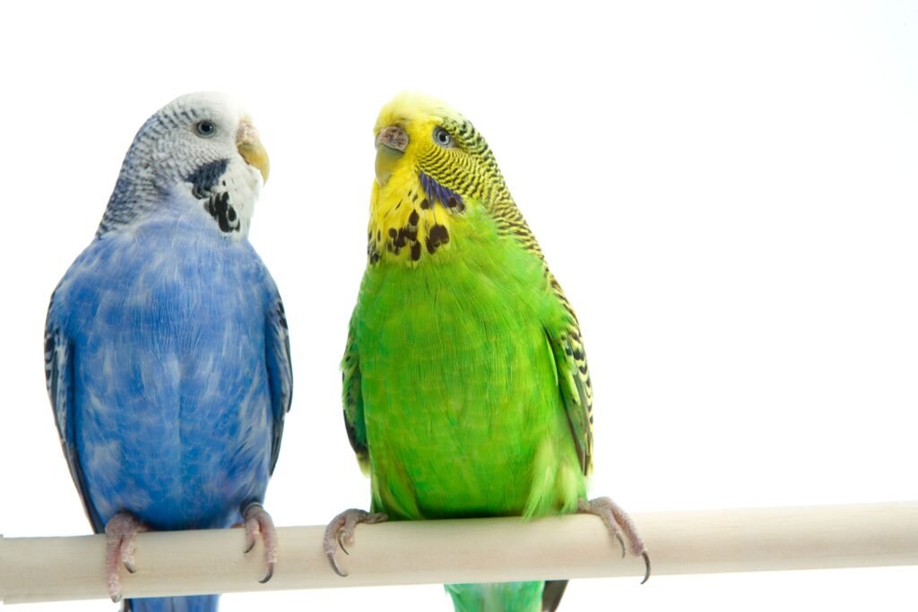Dois periquitos.