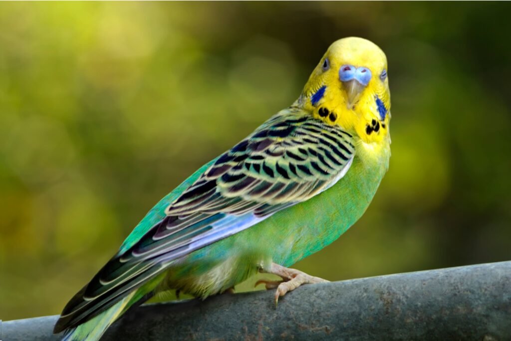 Periquito amarelo e verde olhando para a câmera.