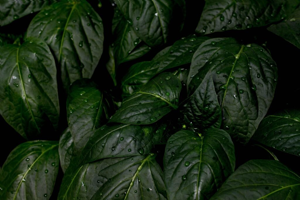 Zoom em plantas verdes.