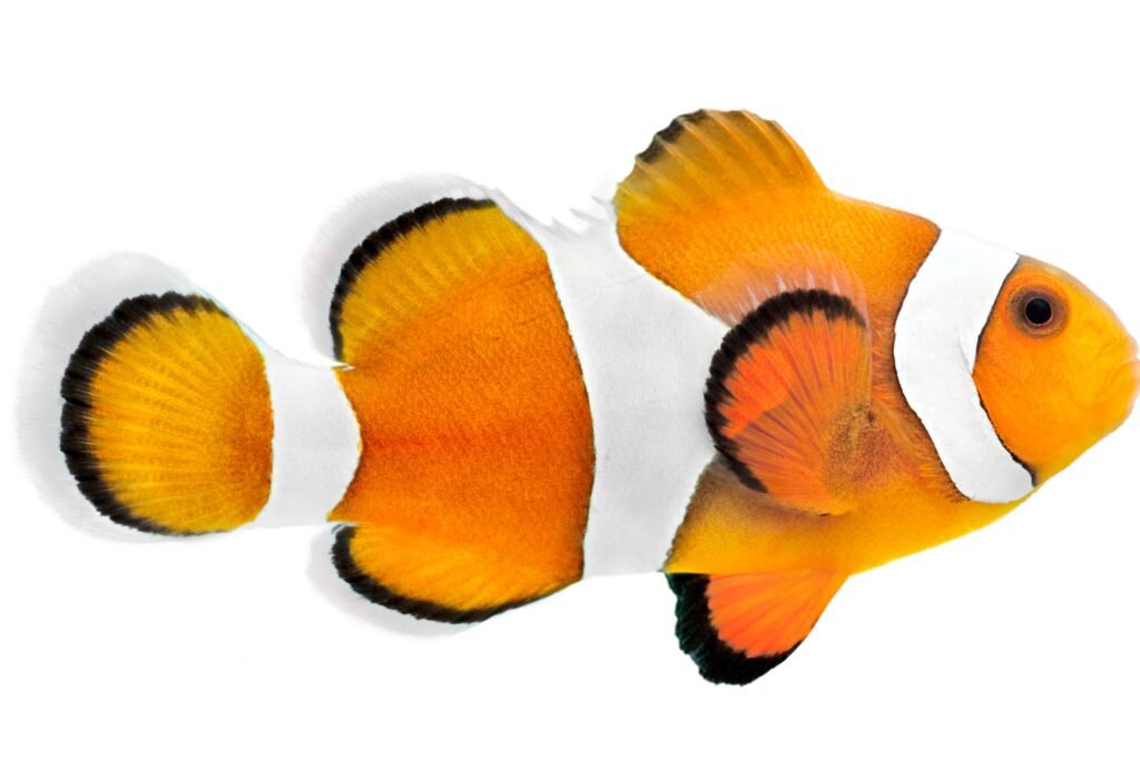 Peixe betta.