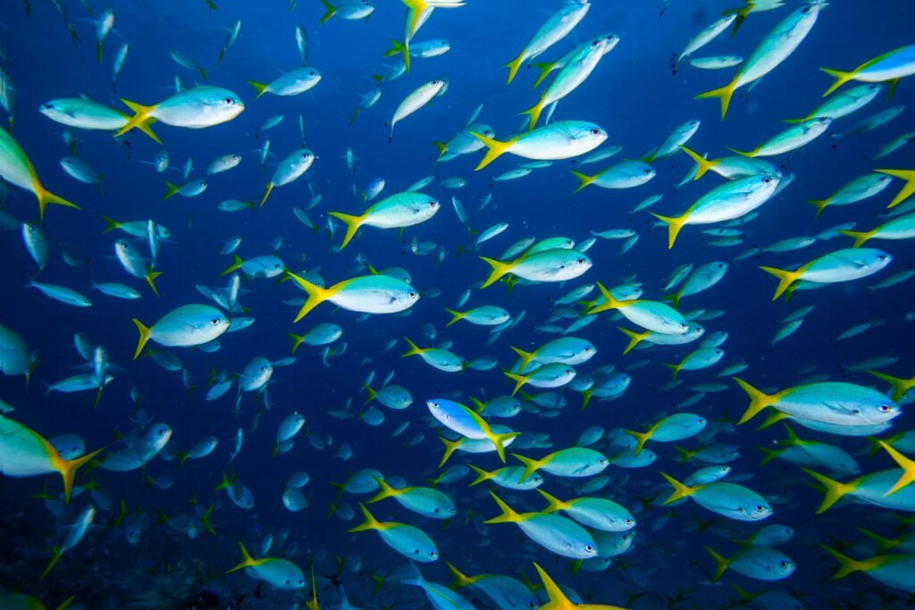 Cardume de peixes ciano.