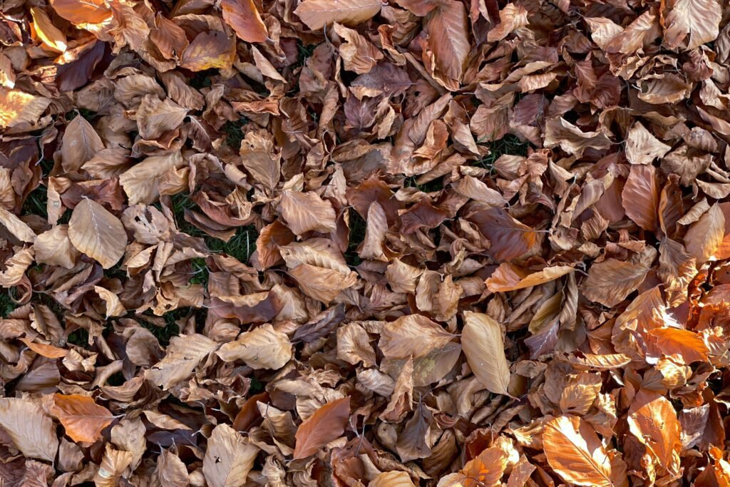 Folhas secas no chão.
