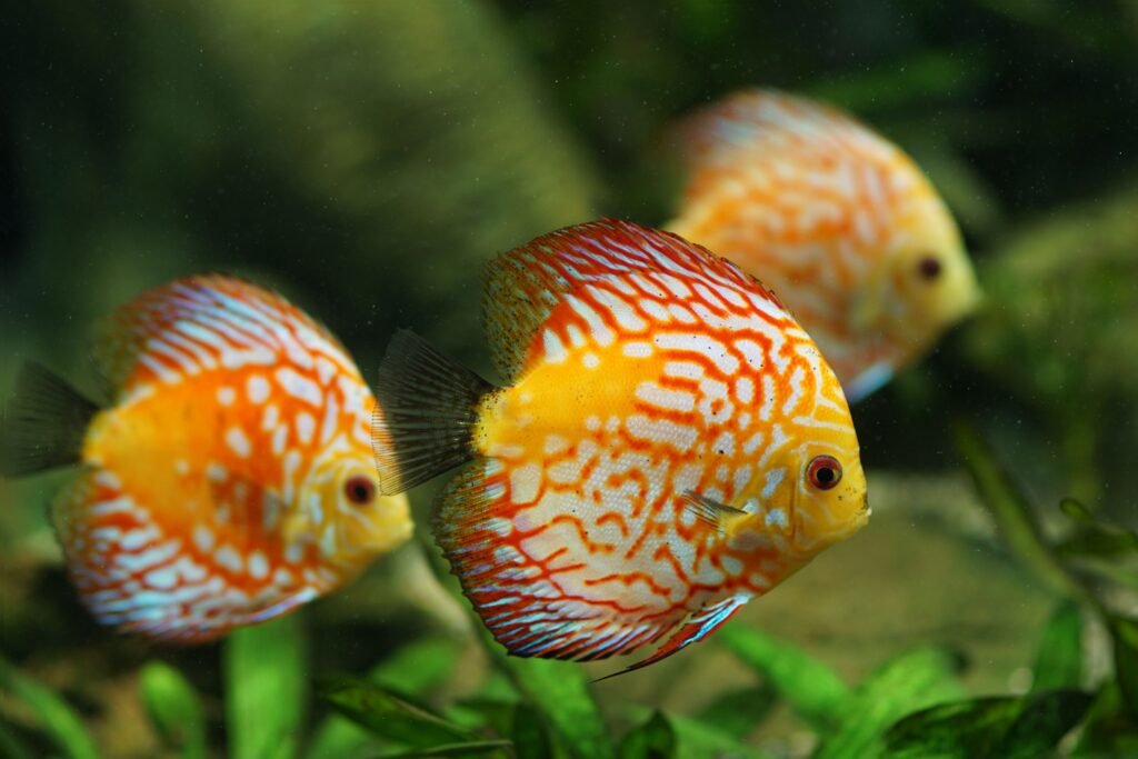 Três peixes nadando.
