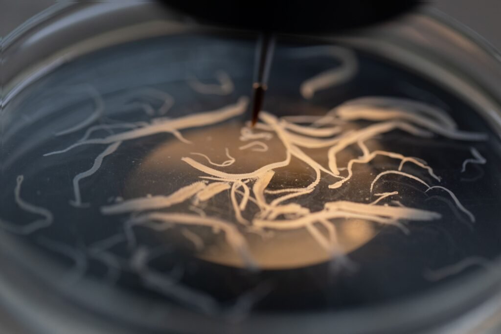 Zoom em lombrigas analisadas no laboratório.