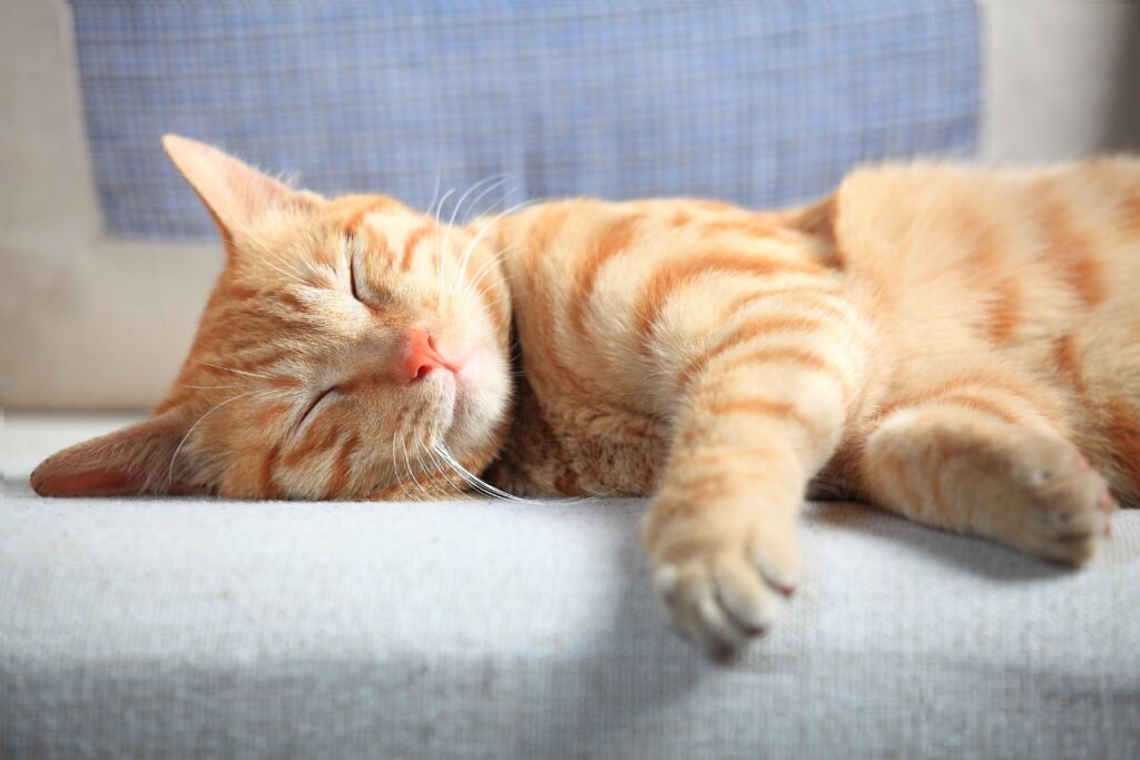 Gato dormindo em um sofá.