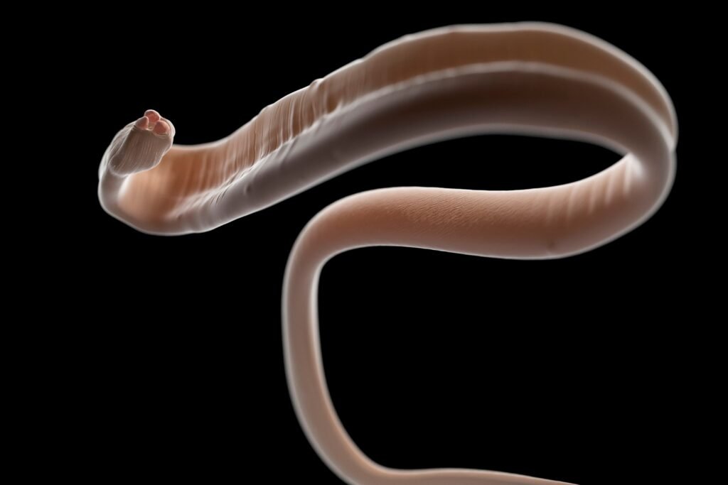 Ilustração 3D de uma lombriga.