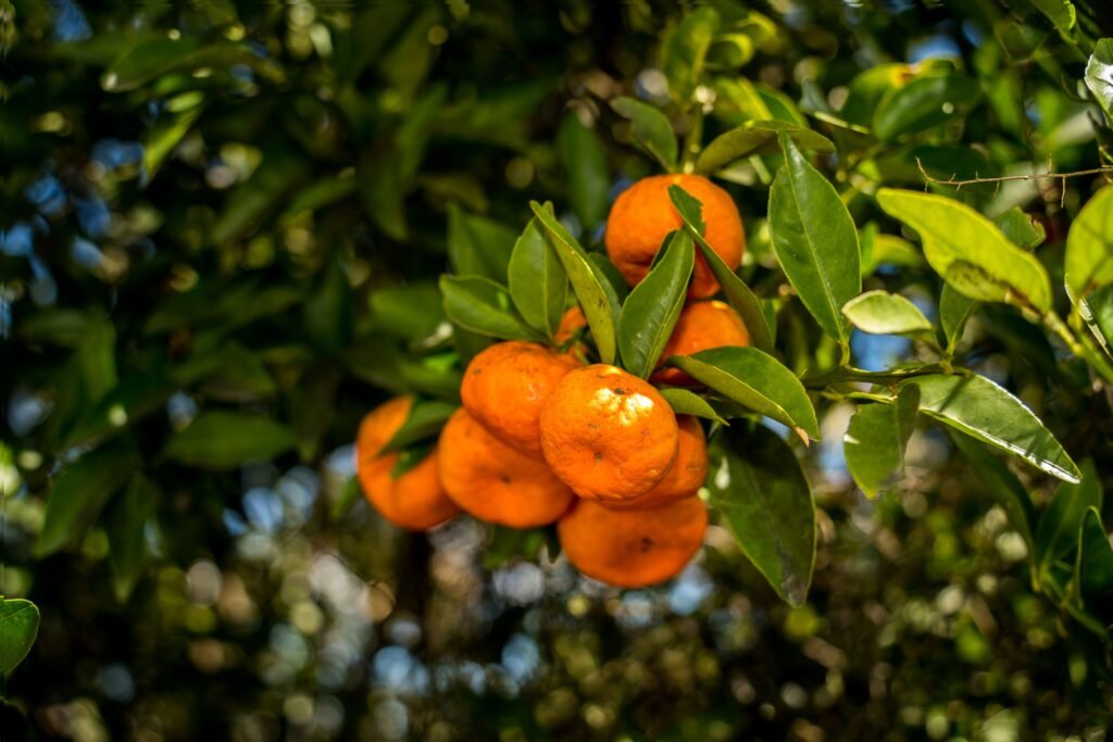 Tangerina na árvore.