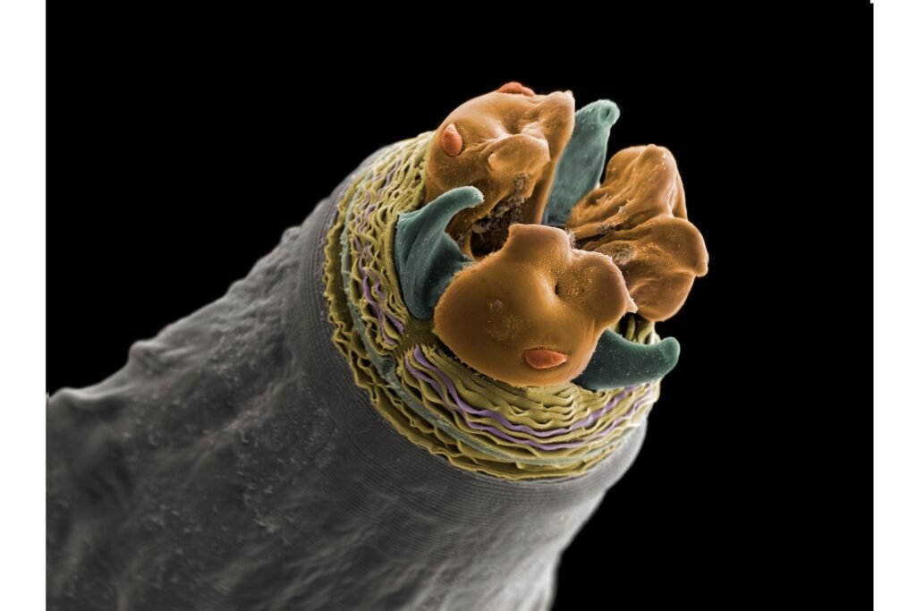 Close em uma lombriga.