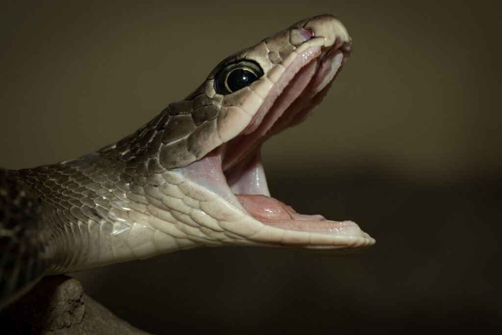 Cobra sem presas dando bote. 