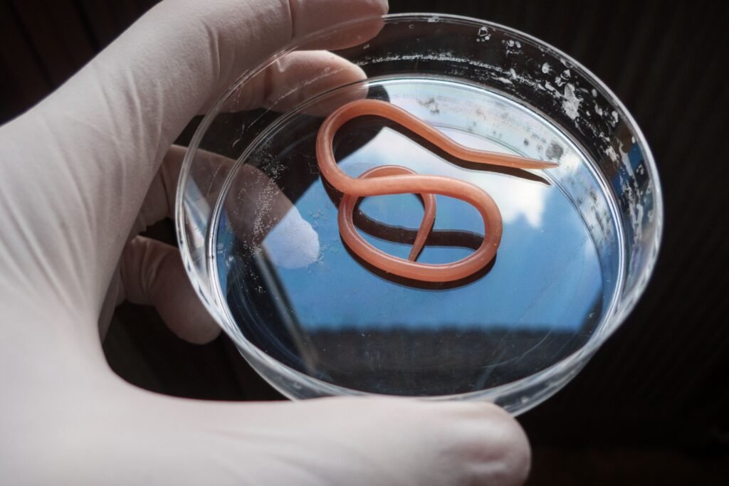 Lombriga sendo analisada. 