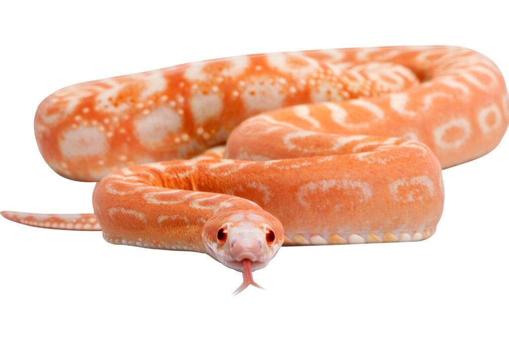 Cobra laranja em um fundo branco.