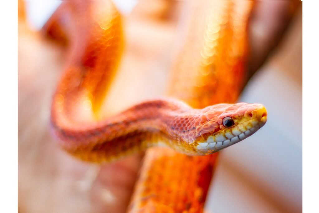 Destaque na cabeça da cobra.