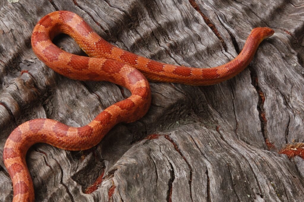 Cobra em uma madeira.