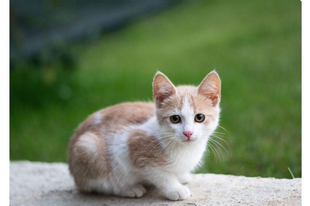 Gato em um fundo de gramado. 