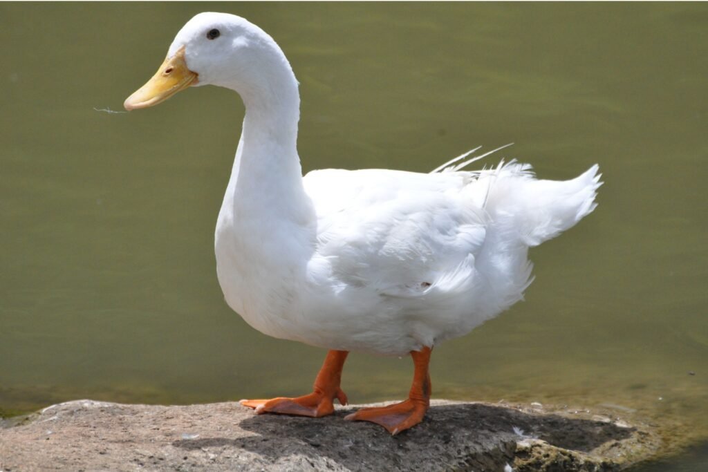 Pato branco parado.
