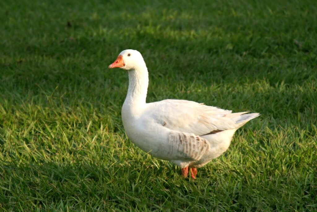 Pato branco andando na grama.