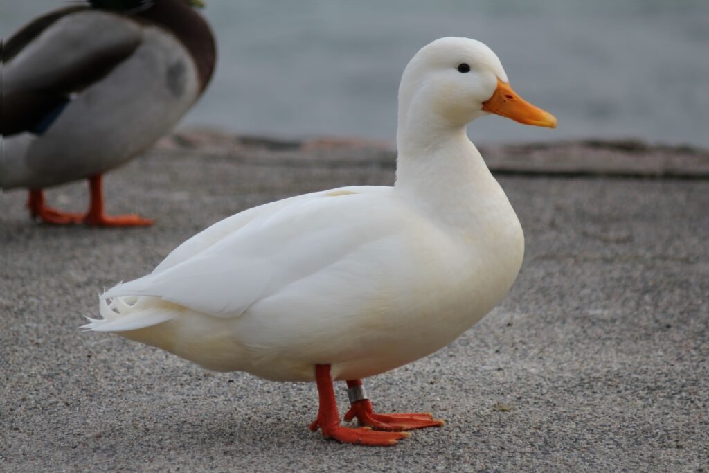 Pato branco em um chão de pedra.