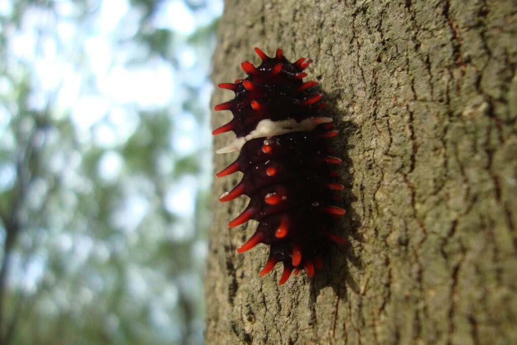 Inseto subindo uma árvore.