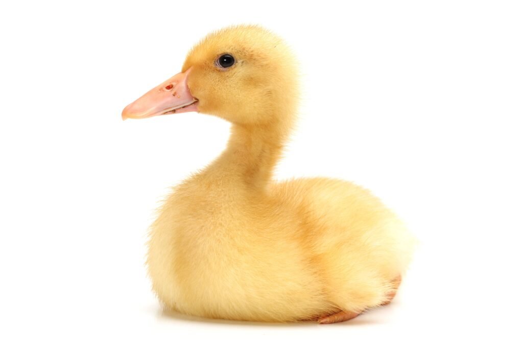 Pato amarelo.