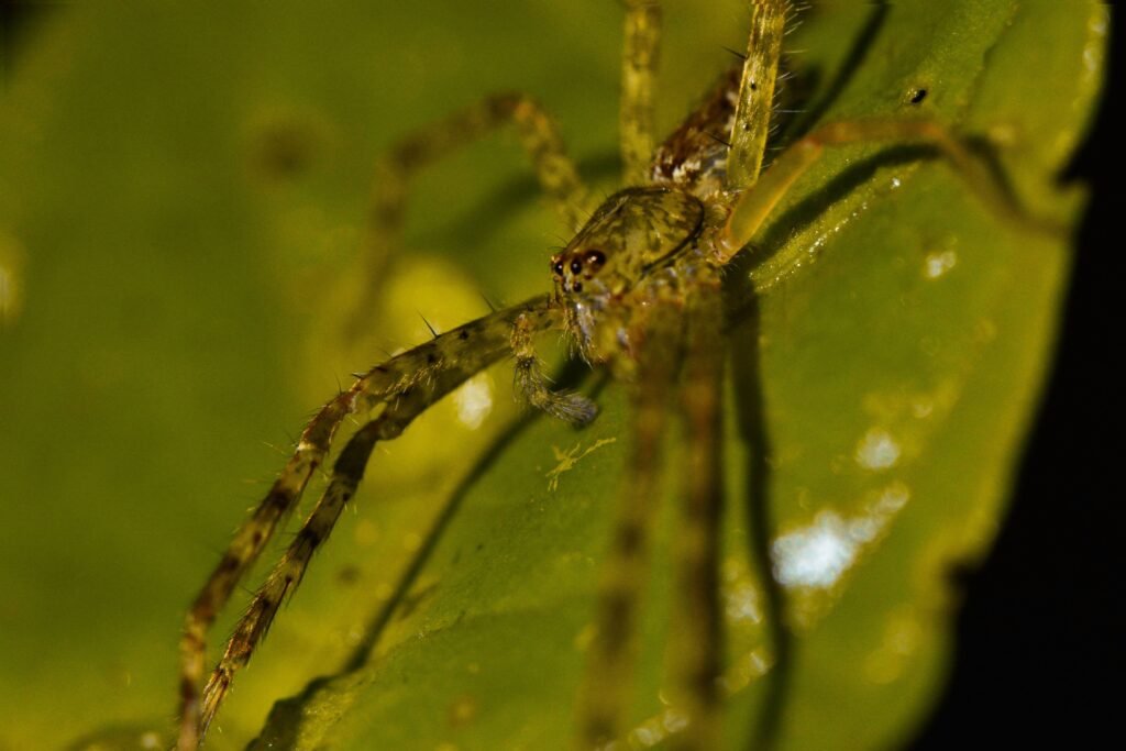 Inseto em uma planta.