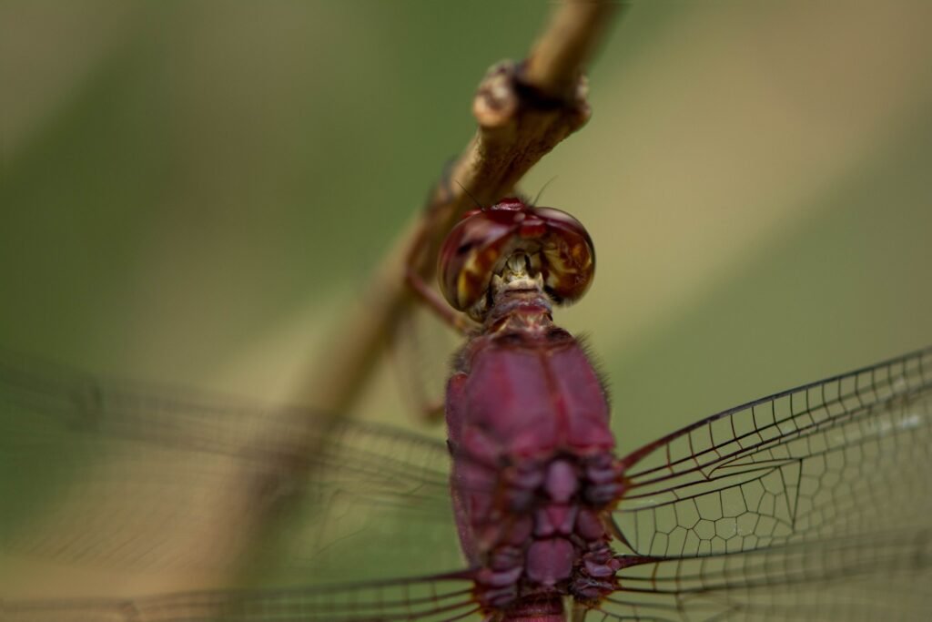 Mariposa subindo em um galho.