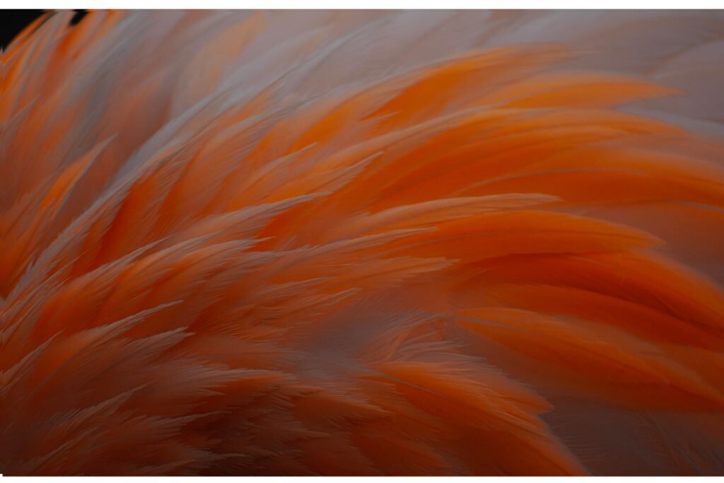 Penas em tons cor salmão.