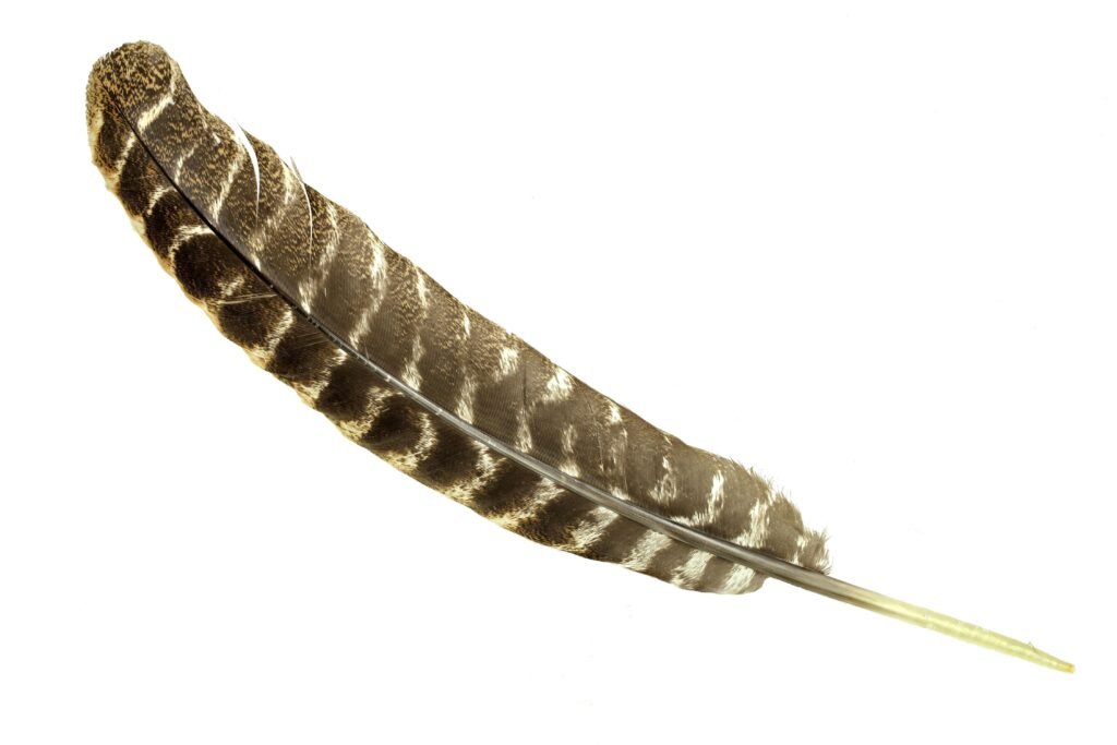 Pena turca em destaque. 