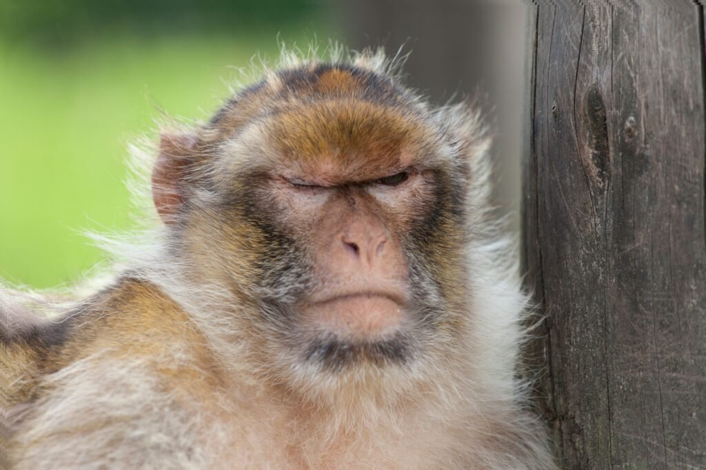 Mico de olhos fechados.