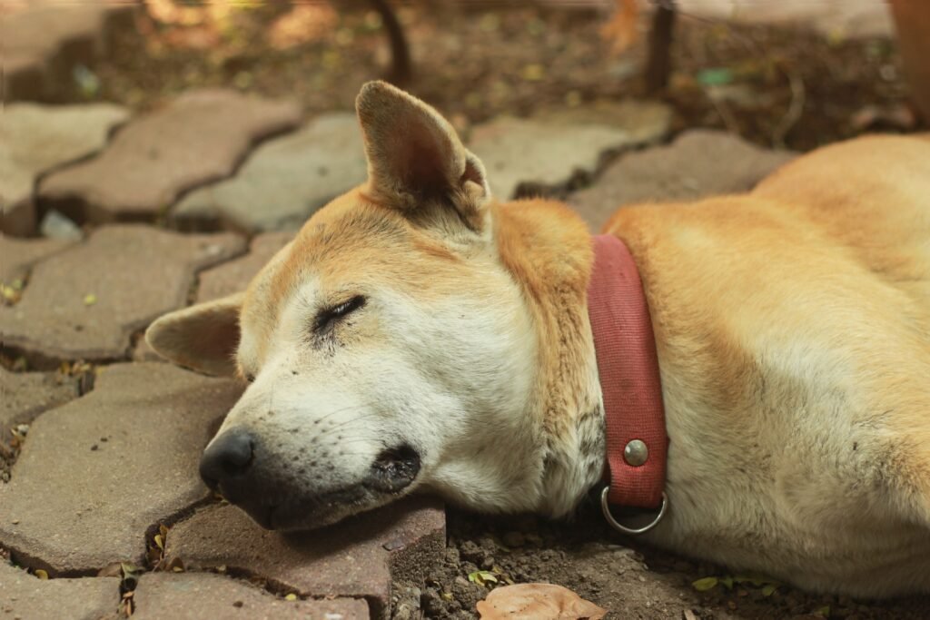 Cachorro se fingindo de morto.