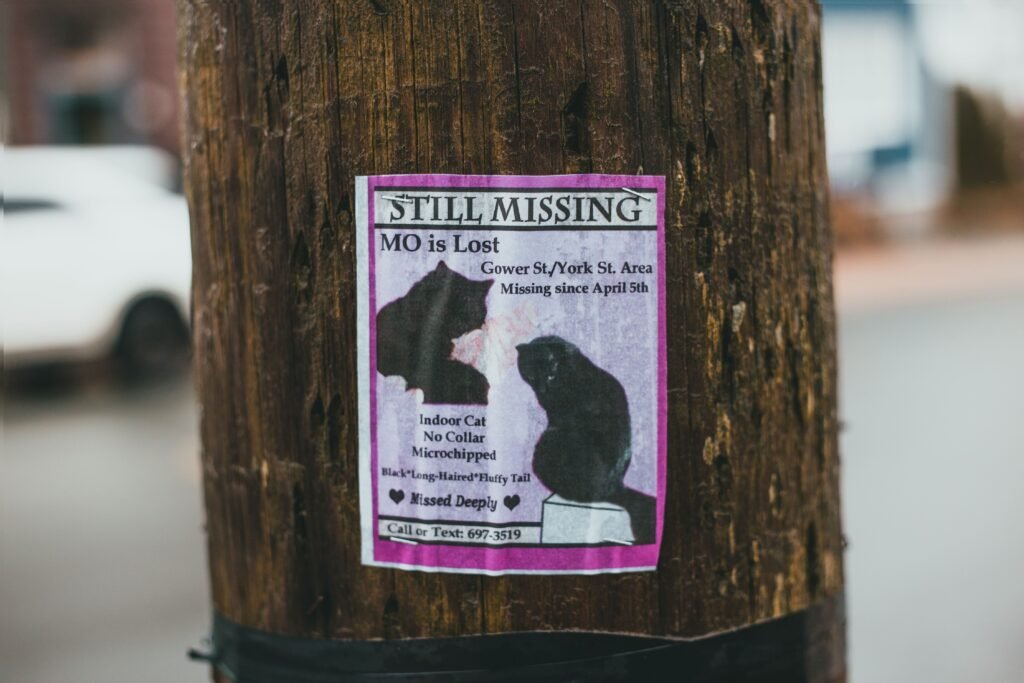 Cartaz de gato desaparecido.