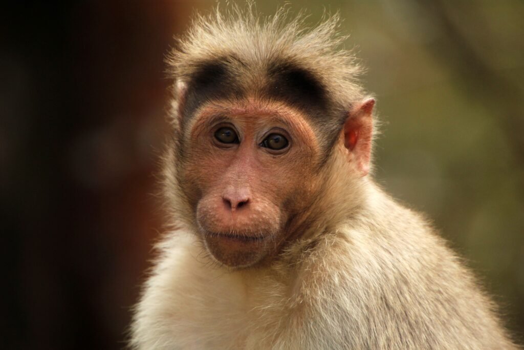 Mico olhando para a câmera.