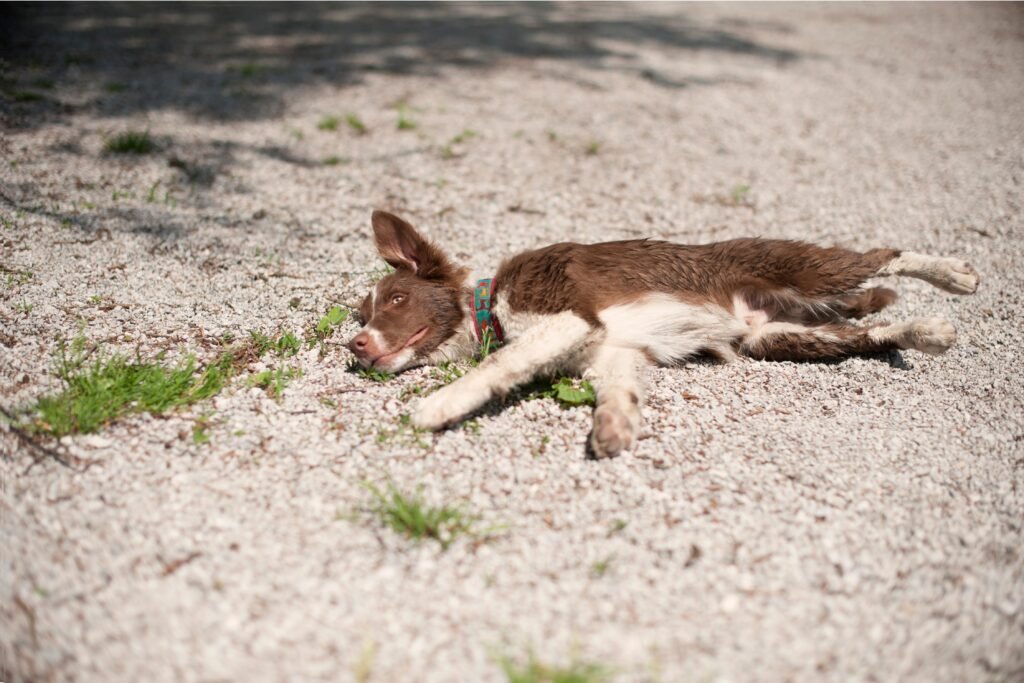Cachorro marrom se fingindo de morto.