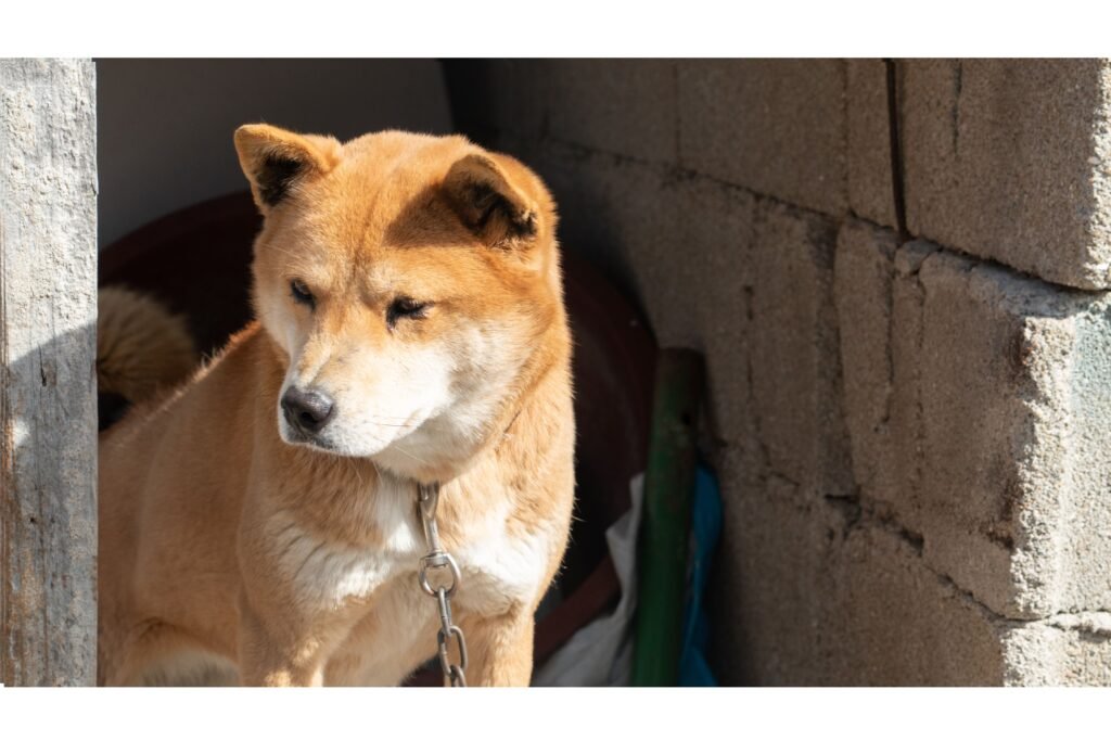 Cachorro grande olhando para o lado. 