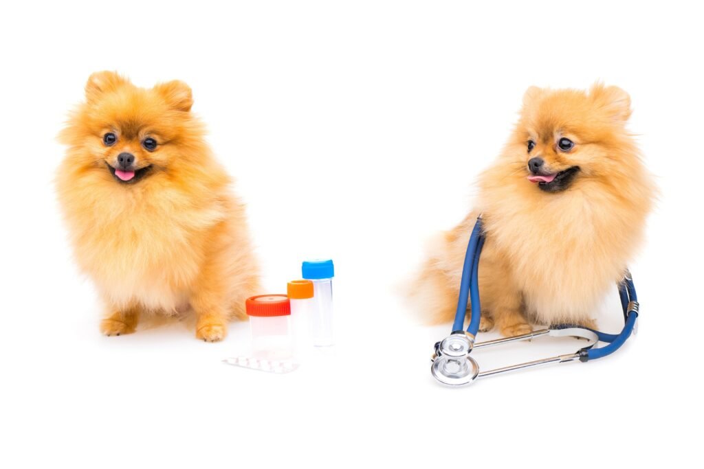 Duas chihuahua amarelos.