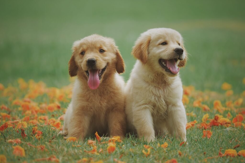 Dois filhotes de golden.