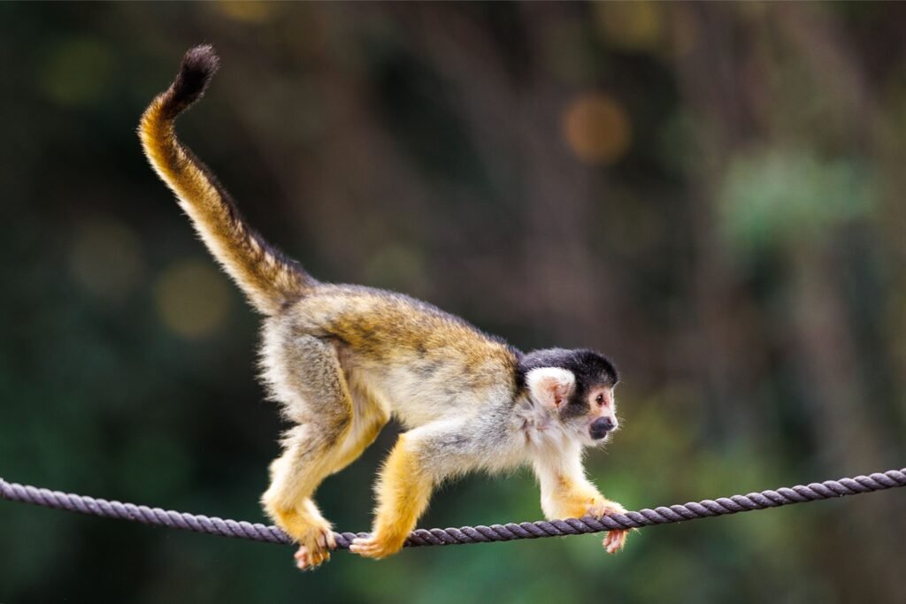 Mico andando em um fio. 