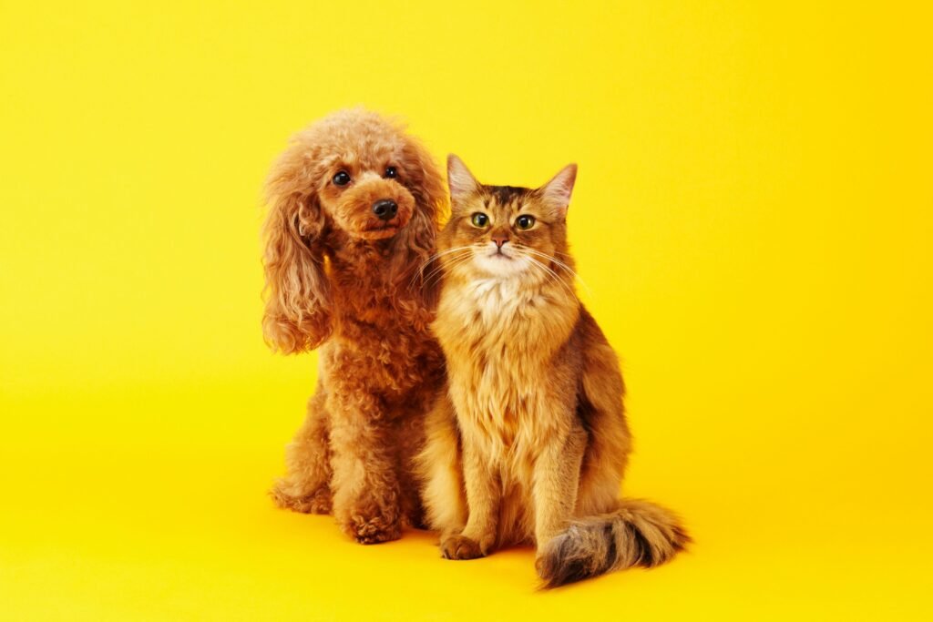 Cachorro e gato em um fundo amarelo.