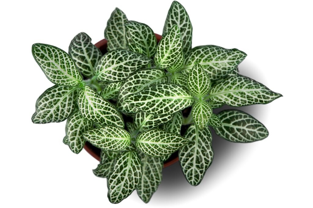 Plantas vistas de cima. 