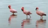 Sonhar com flamingo: branco, rosa, gigante, em casal, voando e mais!