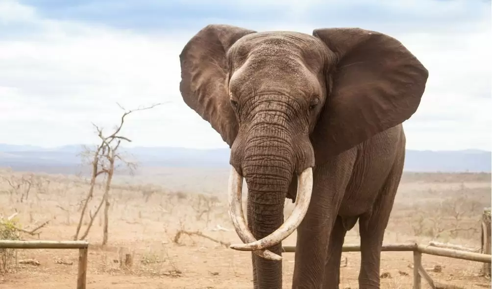foto de elefante na sala