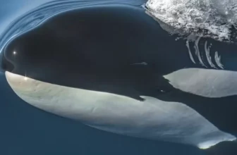 Sonhar com baleia orca: no mar, na piscina, atacando, encalhada e mais!