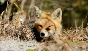 foto de raposa no mato